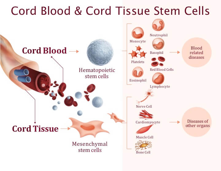 Visual breakdown of the potential cell types that can be derived from cord blood and cord tissue stem cells.
