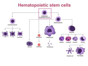 Stem Cell Capabilities
