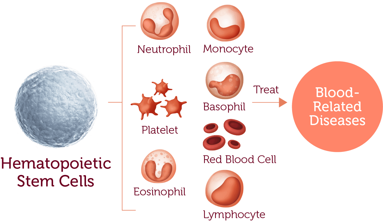Cord Blood Banking Benefits, Process, and Uses Healthcord