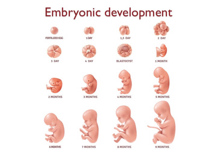 Figure showing the stages of embryonic development
