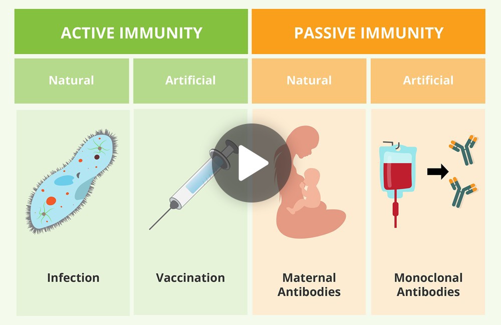 The immune system and aging