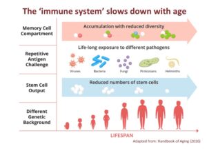 Rejuvenating the immune system