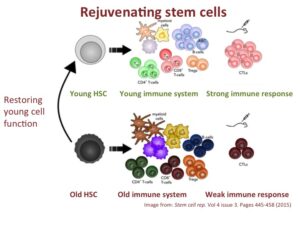 Rejuvenating the immune system