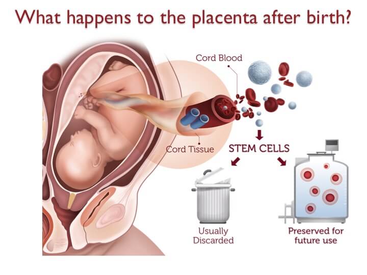 Cord blood and tissue stem cells from the placenta are usually discarded, but can be cryopreserved for future use.